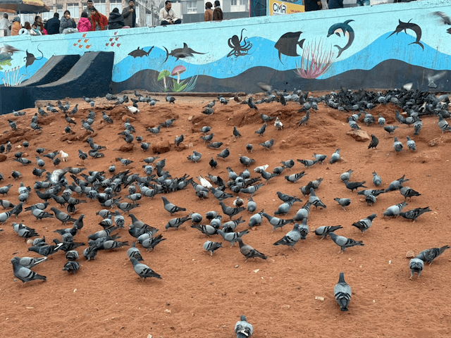 RK Beach (Ramakrishna Beach) photo 5