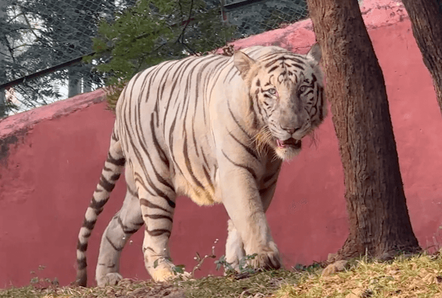 Indira Gandhi Zoological Park