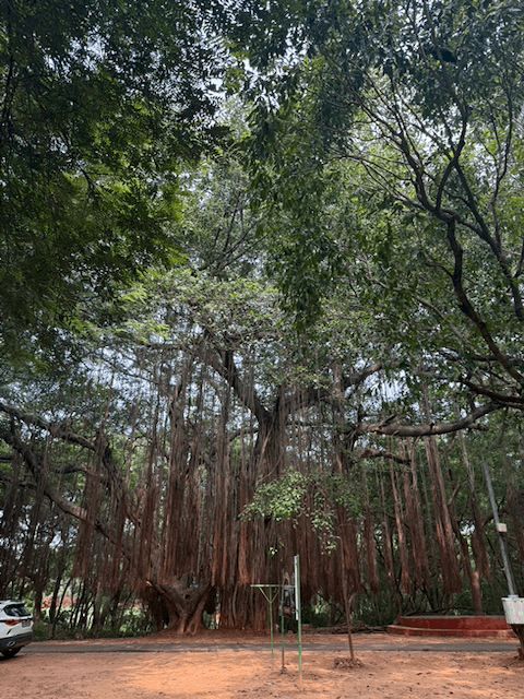 Indira Gandhi Zoological Park photo 5