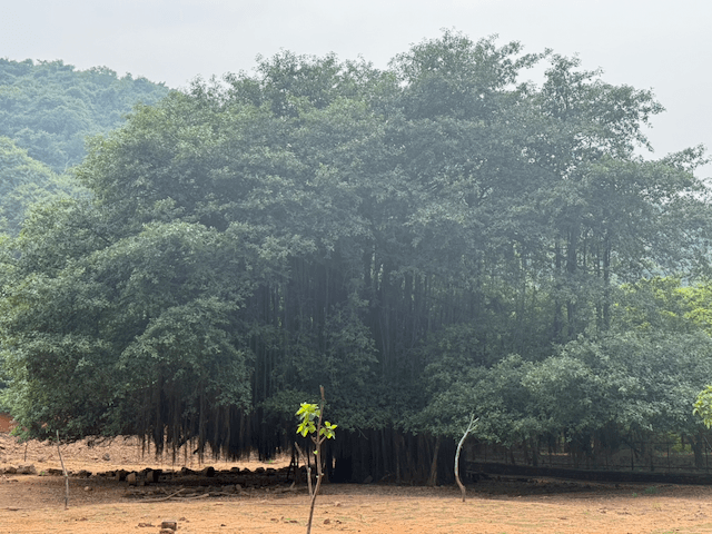Indira Gandhi Zoological Park photo 4