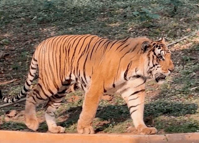 Indira Gandhi Zoological Park photo 2